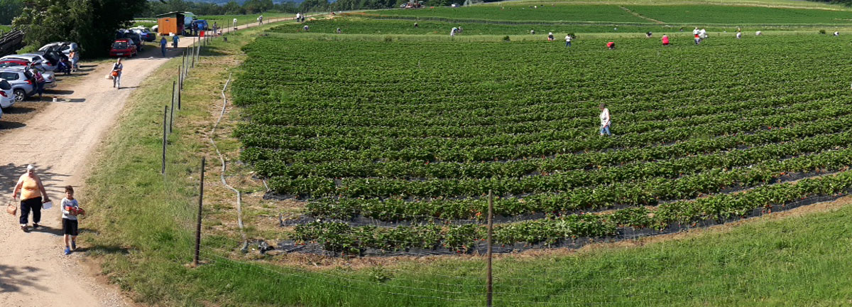 Vue sur les champs de fraises de la Ferme Boetsch-Wolf