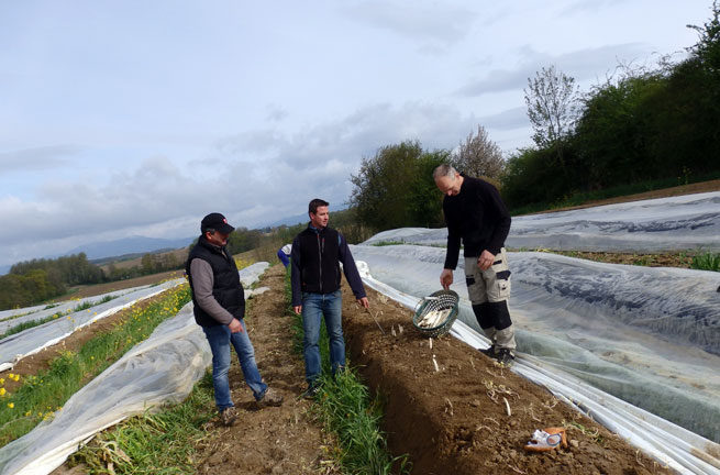 La récolte des asperges avec Bernard et Ludovic Boetsch, Benoît Wolf