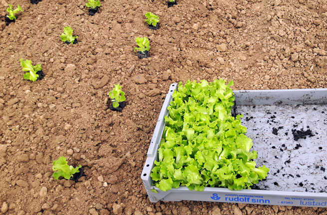 Plantation des salades